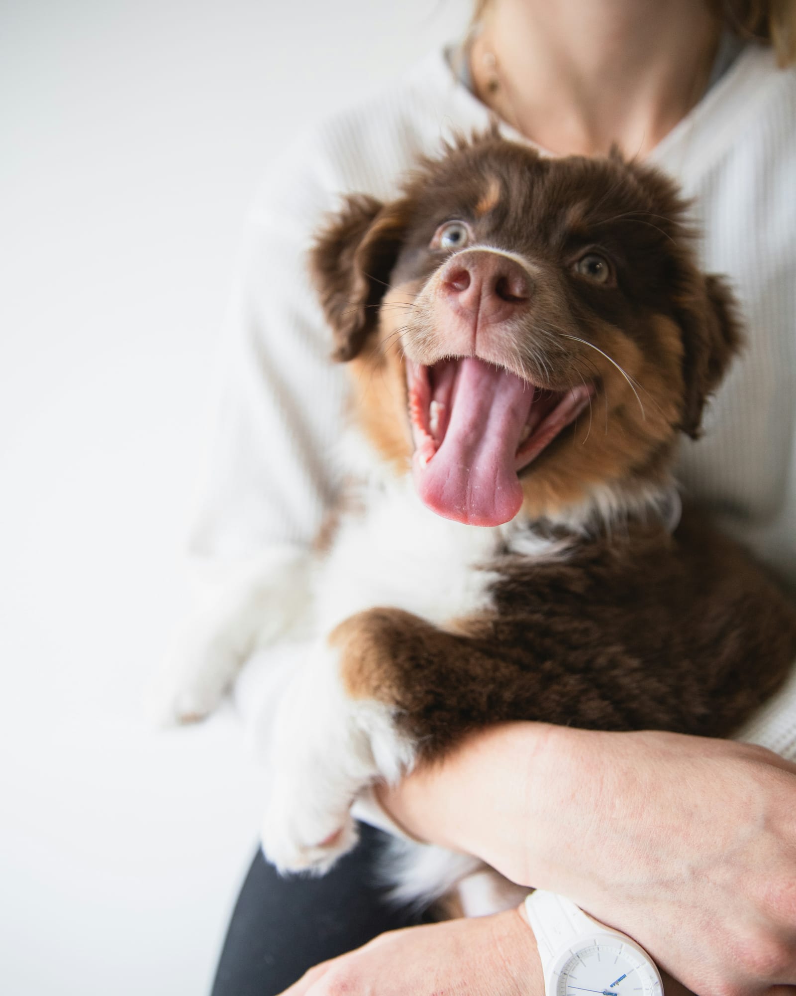 Alimentación del perro según su etapa de vida: cachorro, adulto y senior
