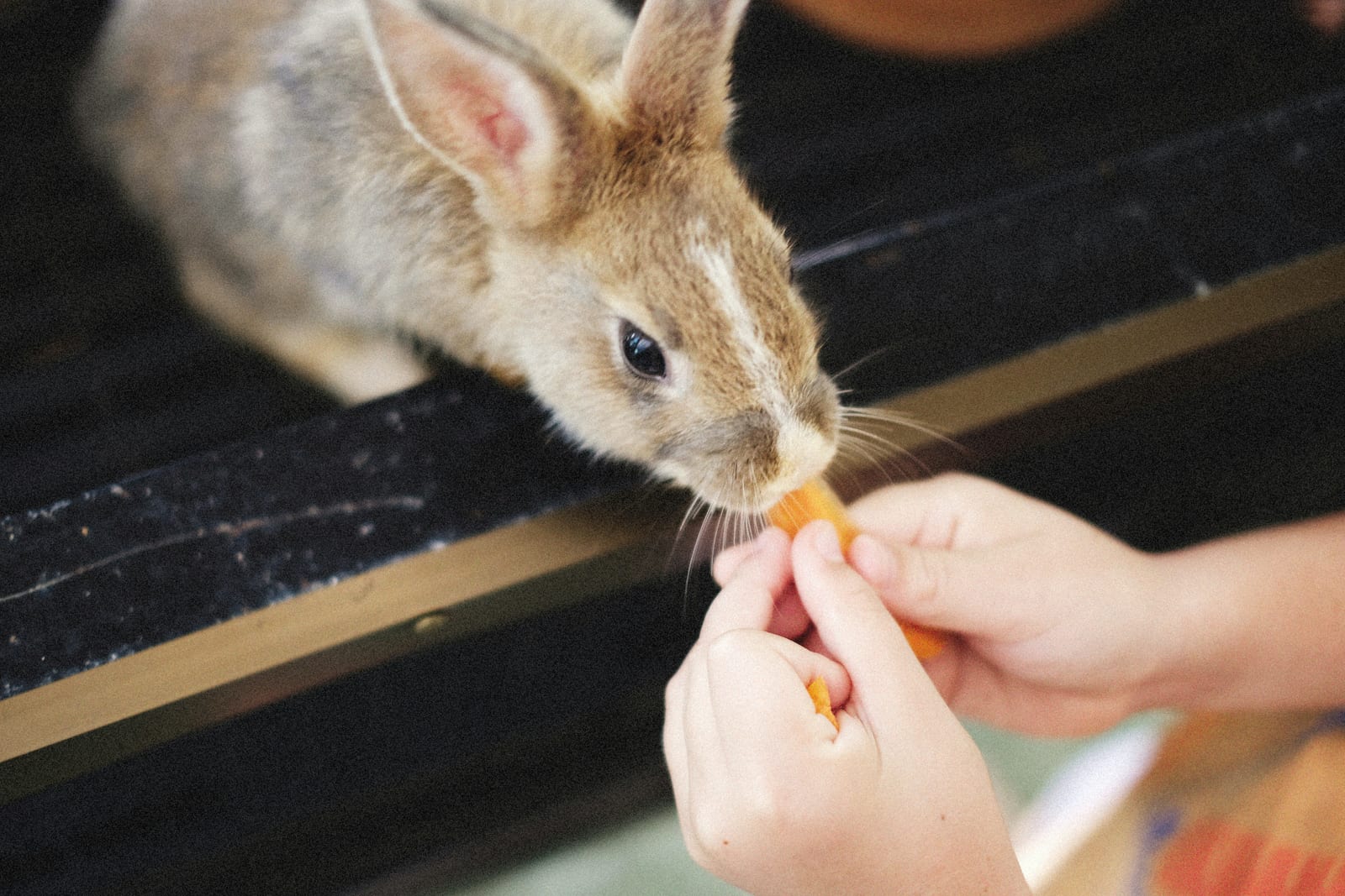 Alimentación del conejo doméstico: qué puede comer y qué nunca debe probar