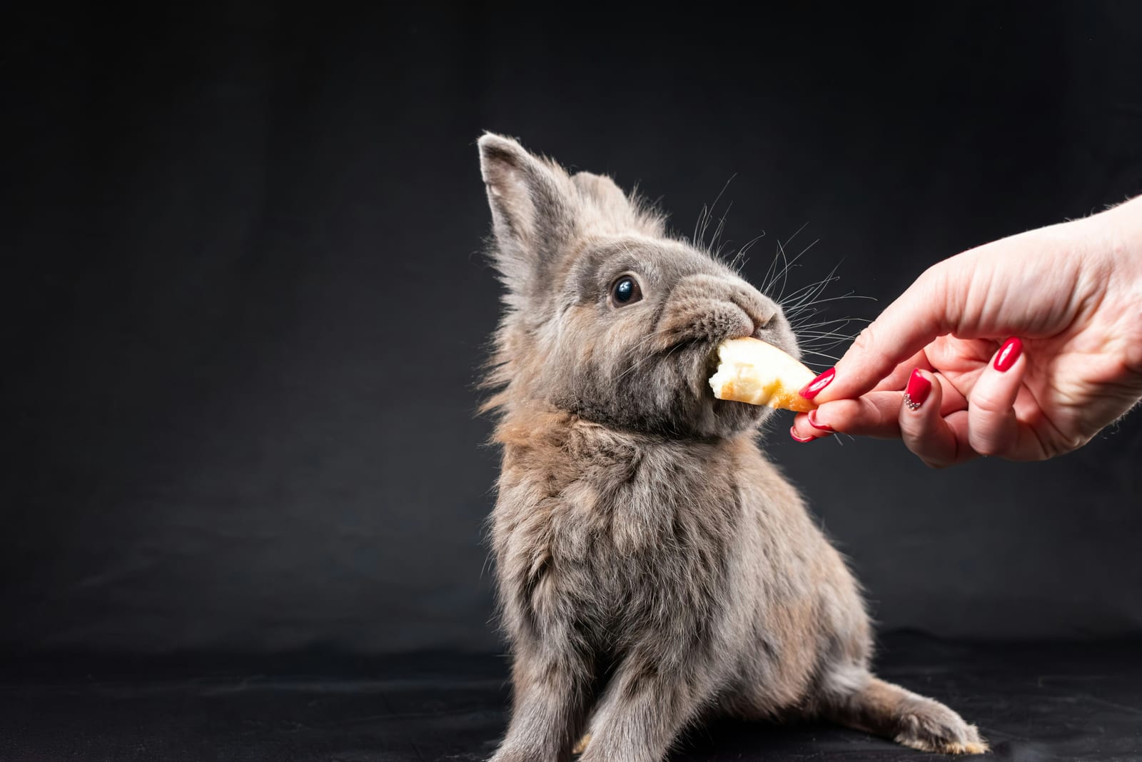 Conejo comiendo verduras