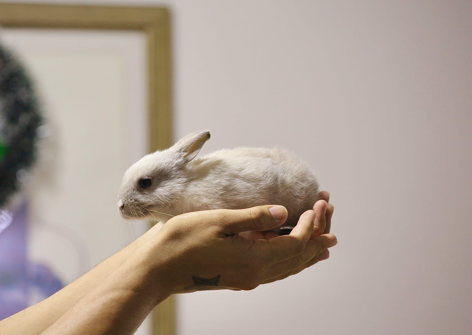 Vacunas y salud del conejo doméstico: guía completa