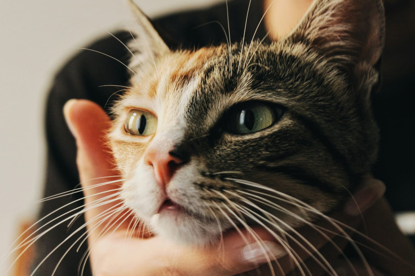 Retrato de gato atigrado