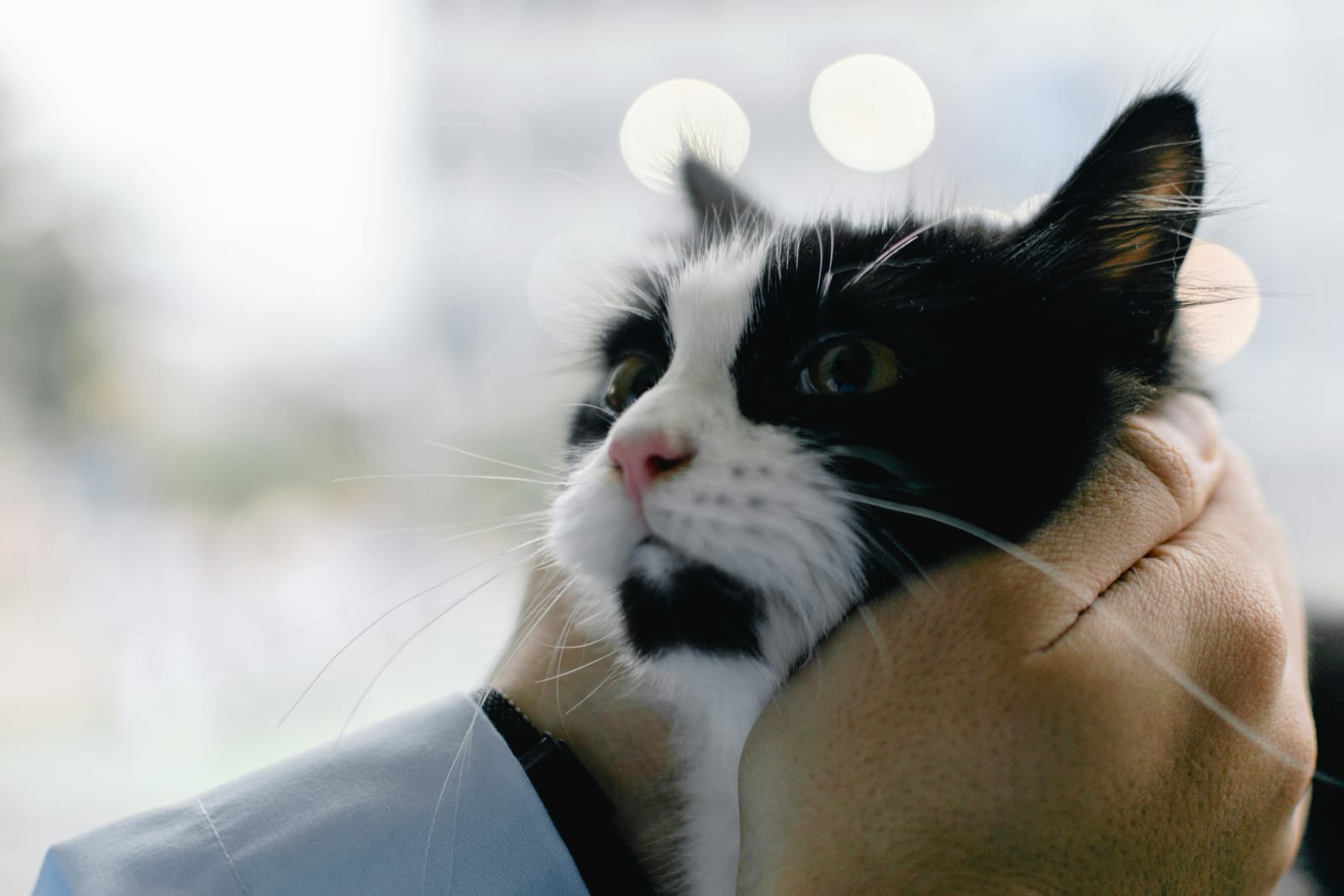 Gato bicolor en brazos