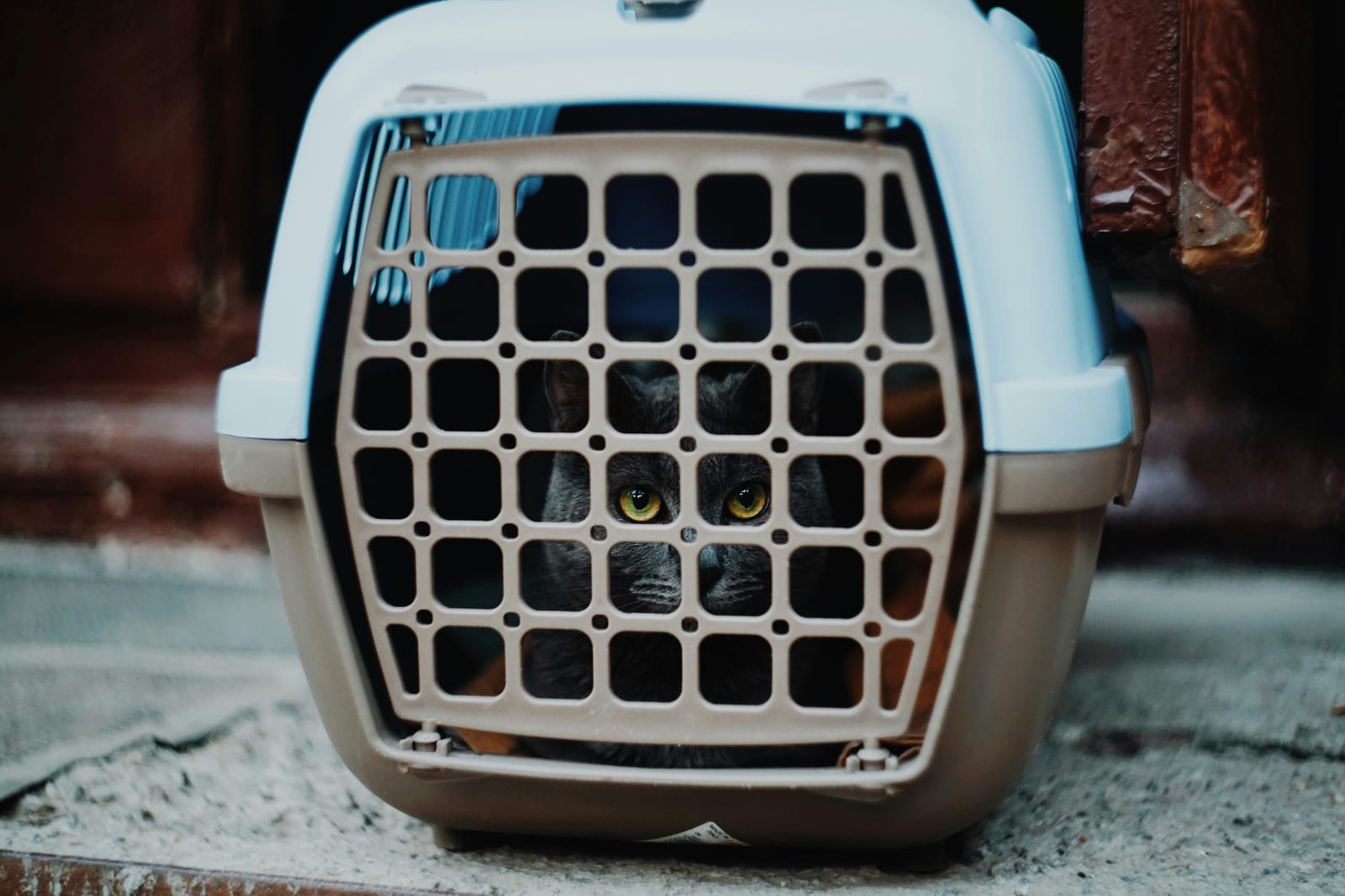 Gato en transportín para consulta