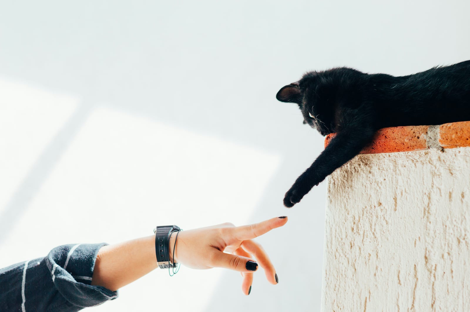 Gatos de interior: enriquecimiento ambiental y salud mental