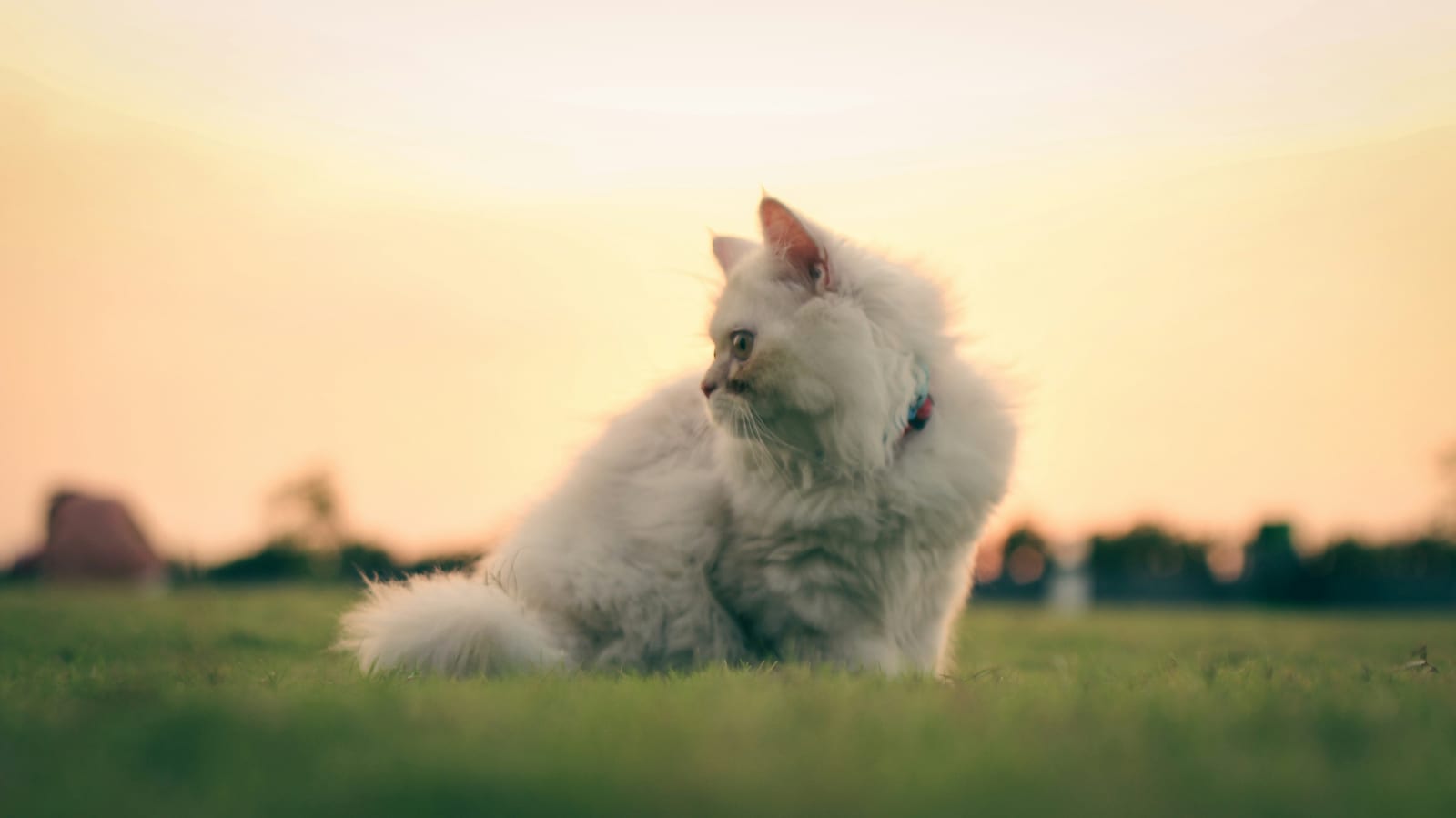 Desparasitación de perros y gatos: cuándo, cómo y por qué no olvidarla