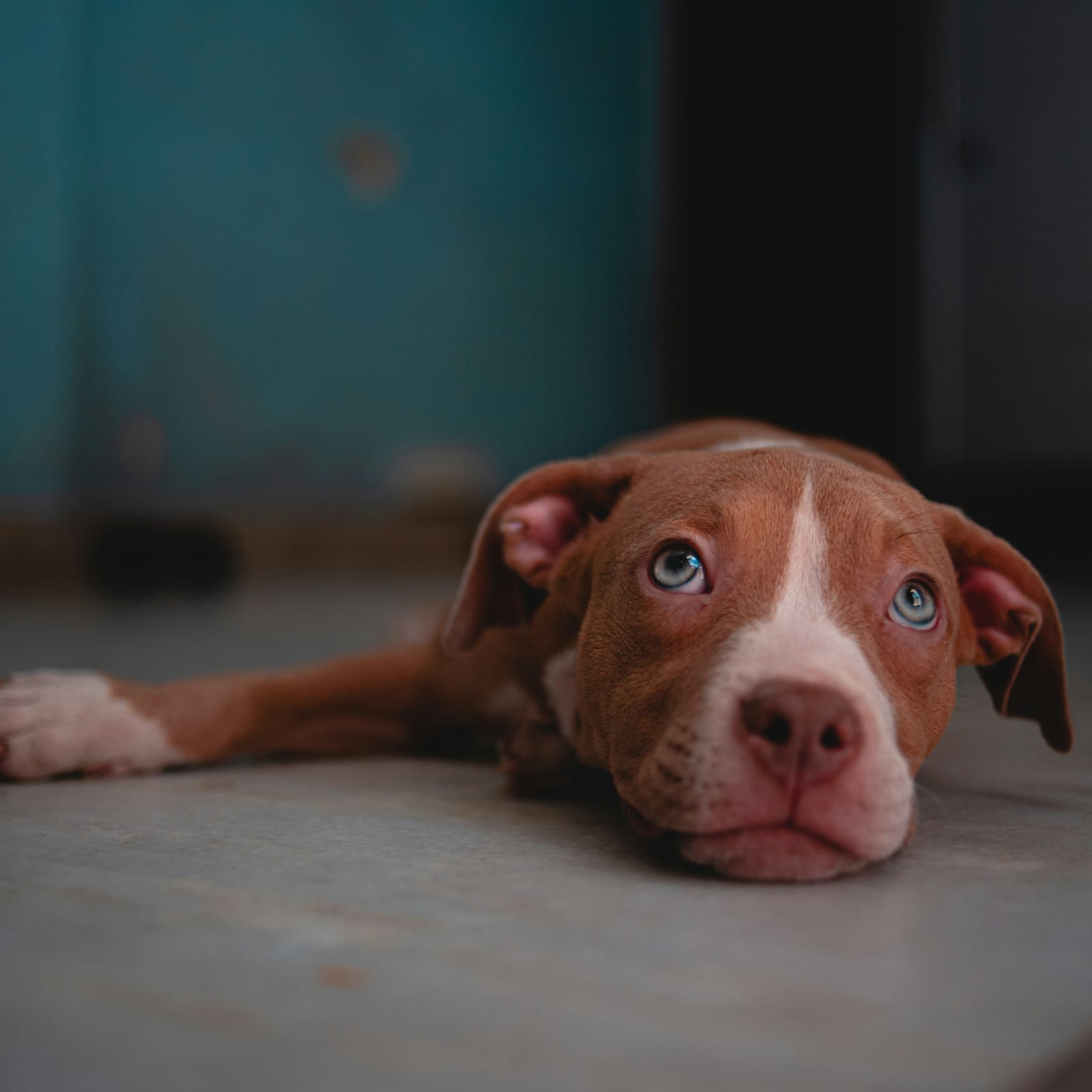 Cachorro de pitbull en retrato