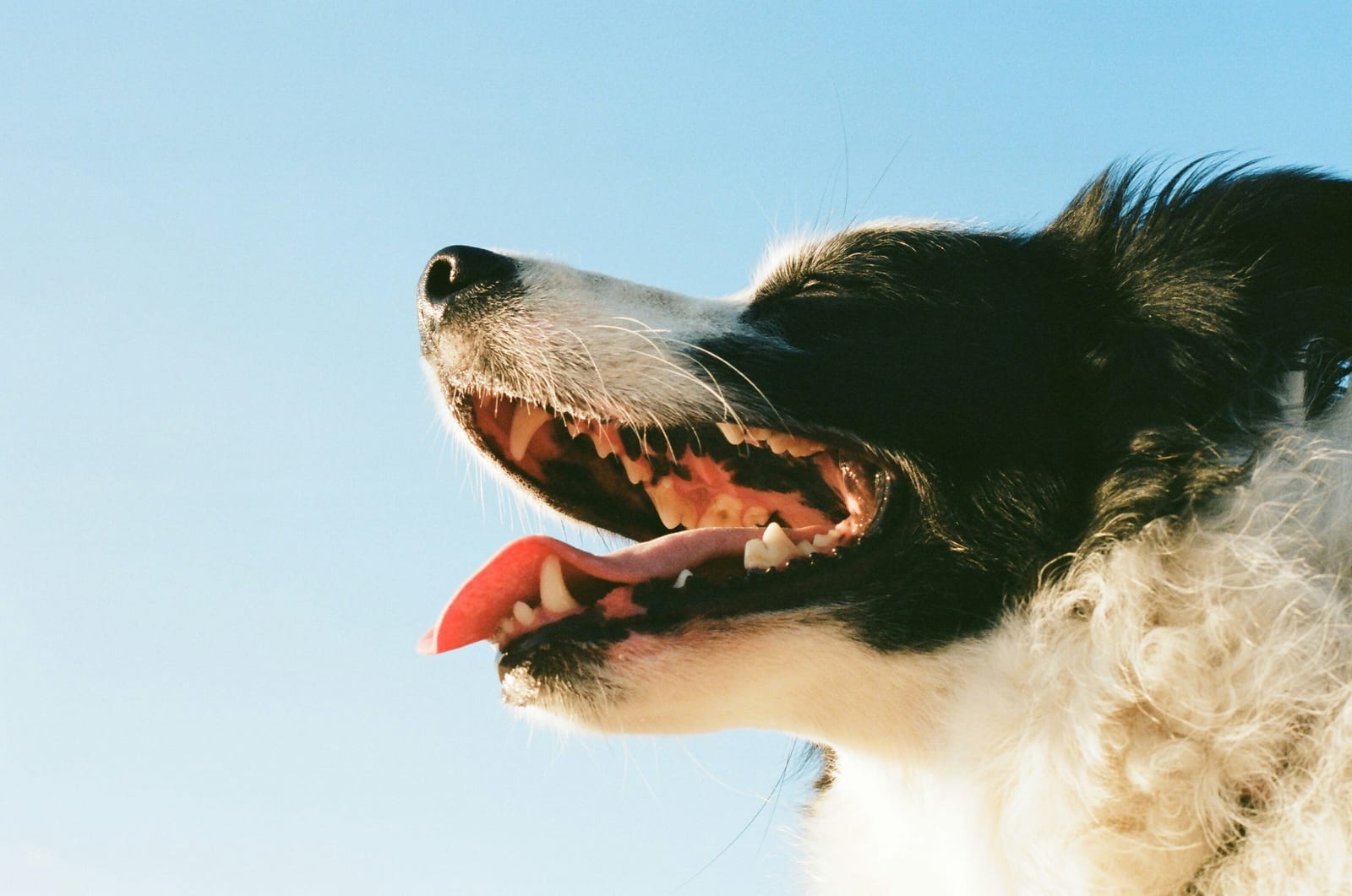 Obesidad en mascotas: cómo detectarla y qué hacer al respecto