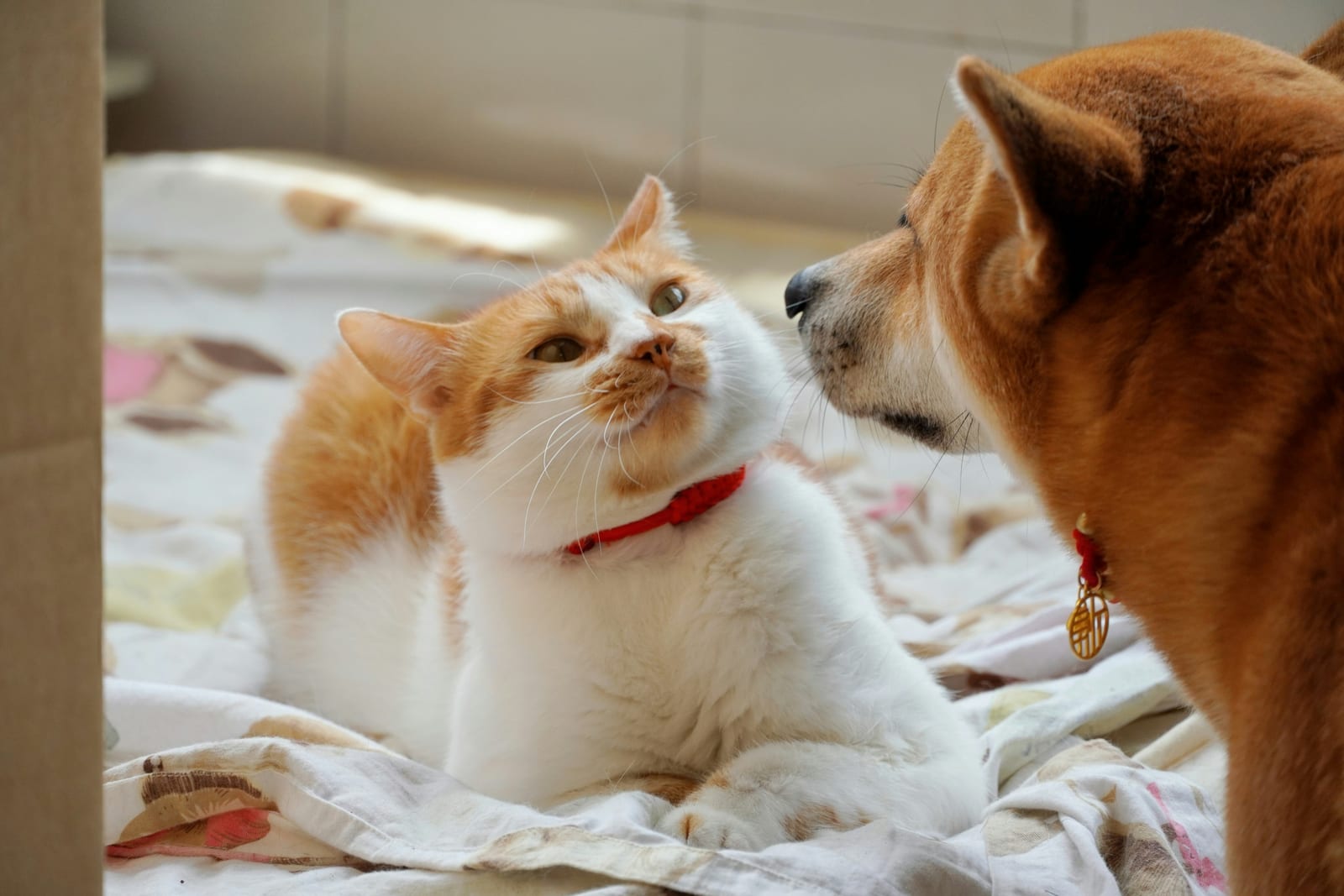 Perro y gato conviviendo como amigos