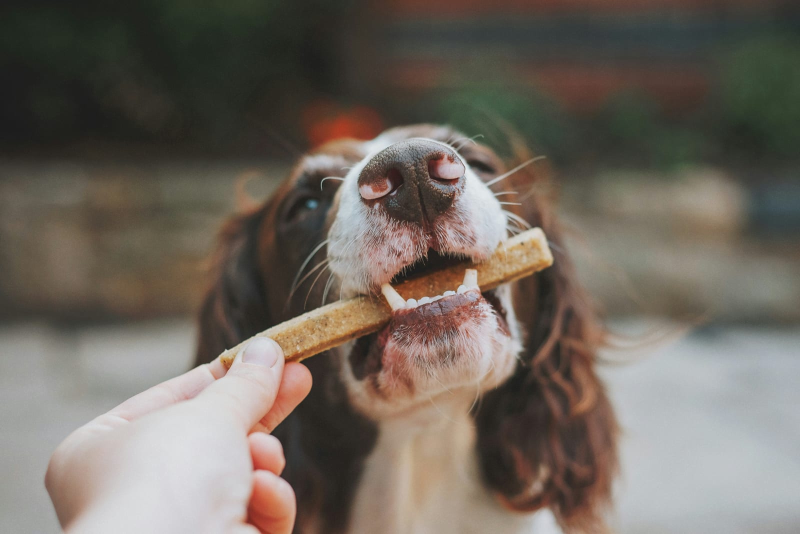 Perro mordiendo una galleta