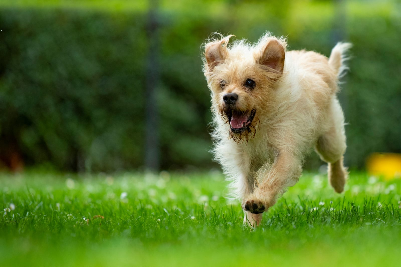 Perro terrier corriendo en el campo