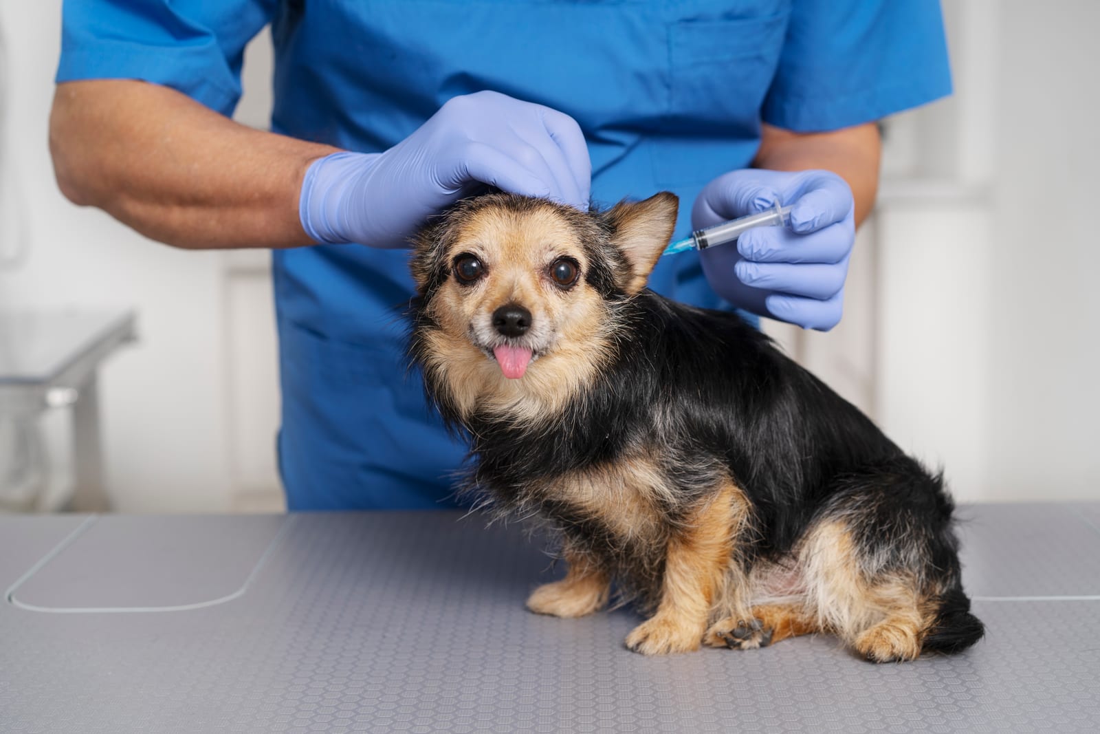 ¿Cuándo vacunar a tu perro? Calendario completo de vacunas caninas