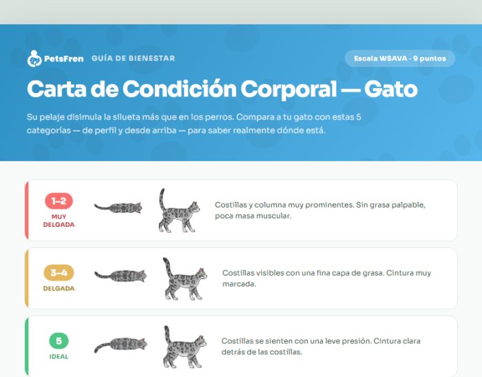 Carta de Condición Corporal — Gato